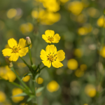 Close-up of St. John’s Wort plant with bright yellow flowers and green leaves, used as a natural herbal remedy.”