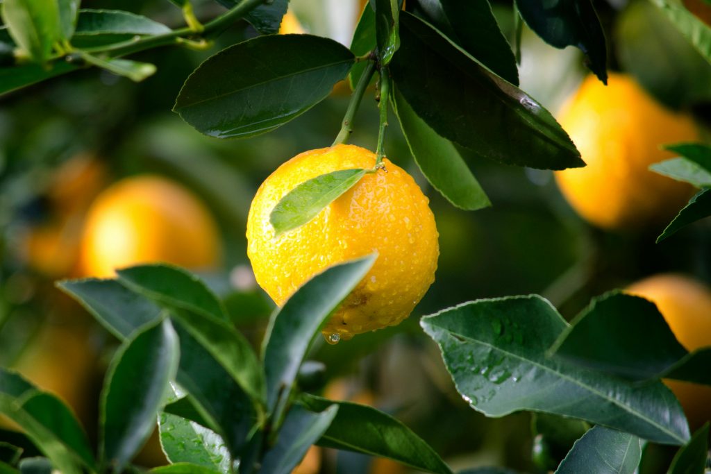 Discover the Powerful Health Benefits of Lemon Water with Dr. Berg