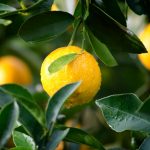 Discover the Powerful Health Benefits of Lemon Water with Dr. Berg